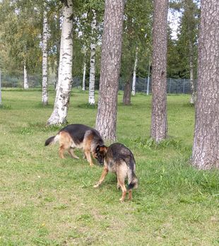 Koirapuiston perimmäinen tarkoitus on sosiaalistaa koiran elämää ja se on hauska tapa liikuttaa koiraa leikkien kautta toisten koirien kanssa. Päivällä koirapuiston asiakkaina olivat vain meidän Tero ja Onni. Mutta onneksi haisteltavaa riitti ja koirapojat viihtyivät puistossa hyvin.