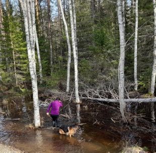 Onni- koiran kanssa on nokka kohti metsää. Koirapojat tykkäävät polskutella vedessä, ja sepä tarkoittaakin jatkuvaa moppailua sisällä.